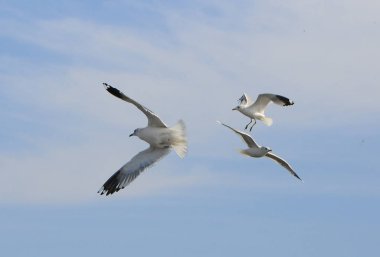 Kuşlar Ukraine.Gulls, mavi gökyüzüne karşı uçar. Kışlama su