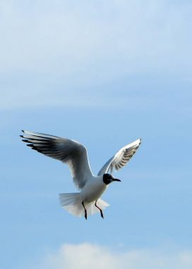 Kuşlar Ukraine.Gulls, mavi gökyüzüne karşı uçar. Kışlama su