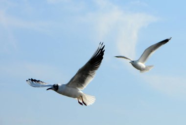 Kuşlar Ukraine.Gulls, mavi gökyüzüne karşı uçar. Kışlama su