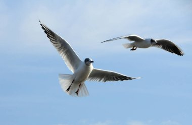 Kuşlar Ukraine.Gulls, mavi gökyüzüne karşı uçar. Kışlama su