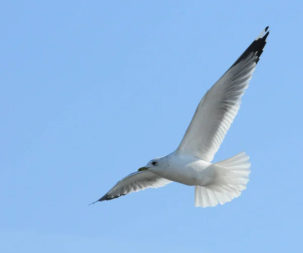 Oiseaux d'Ukraine.Les mouettes volent contre le ciel bleu. Eau d'hivernage — Photo