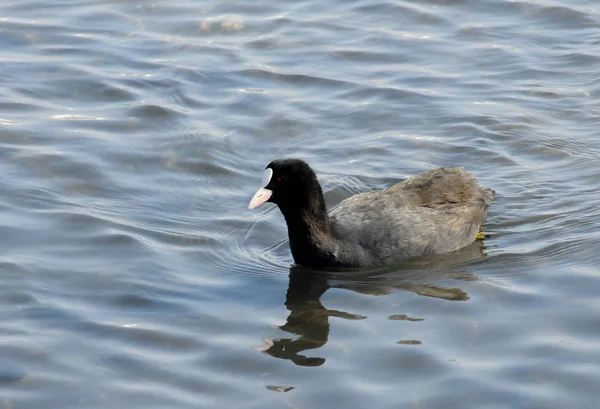 Păsări din Ucraina. Coot eurasiatic (Fulica atra), de asemenea, cunoscut sub numele de — Fotografie, imagine de stoc