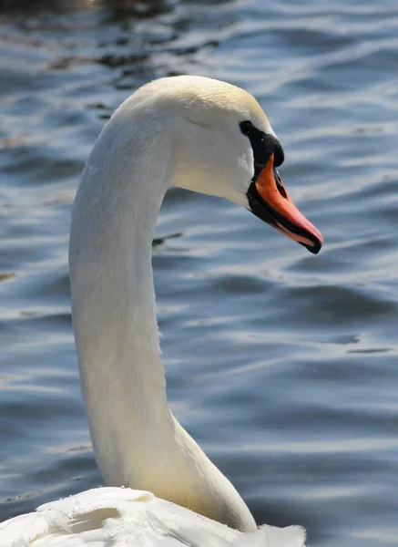 Zwanen - overwinteren watervogels in de Zwarte Zee — Stockfoto