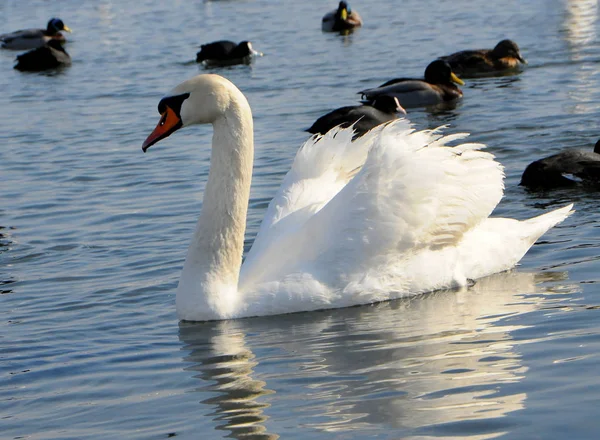 Vogels van Oekraïne. Zwanen, meeuwen en eenden - watervogels overwinteren ik — Stockfoto