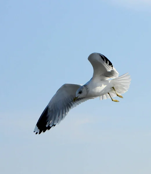 Птицы Украины. Чаи летают в голубом небе. Зимняя вода — стоковое фото