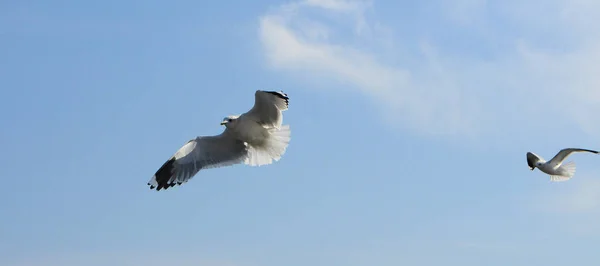 Ptaki Ukraine.Gulls latać na tle błękitnego nieba. Zimowania wody — Zdjęcie stockowe