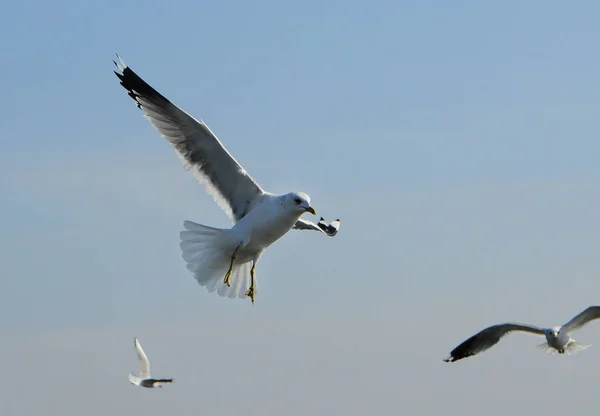 Birds of Ukraine.Gulls fly against the blue sky. Wintering water — Stock Photo, Image