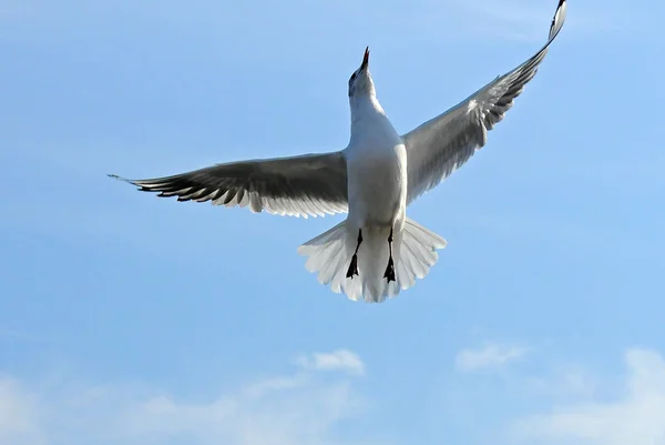 Aves da Ucraniana.As gaivotas voam contra o céu azul. Água de invernada — Fotografia de Stock