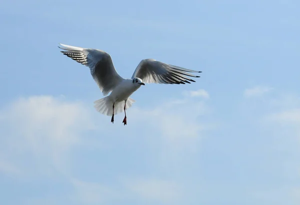青い空を背景に Ukraine.Gulls の鳥が飛んでいきます。越冬水 — ストック写真