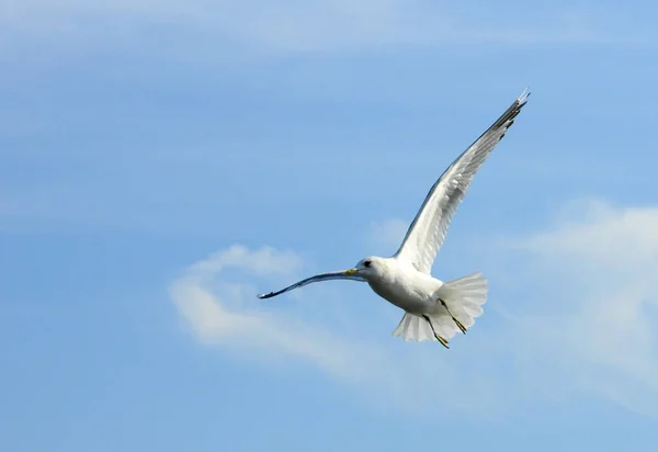 Aves de Ucrania.Las gaviotas vuelan contra el cielo azul. Agua de invernada —  Fotos de Stock