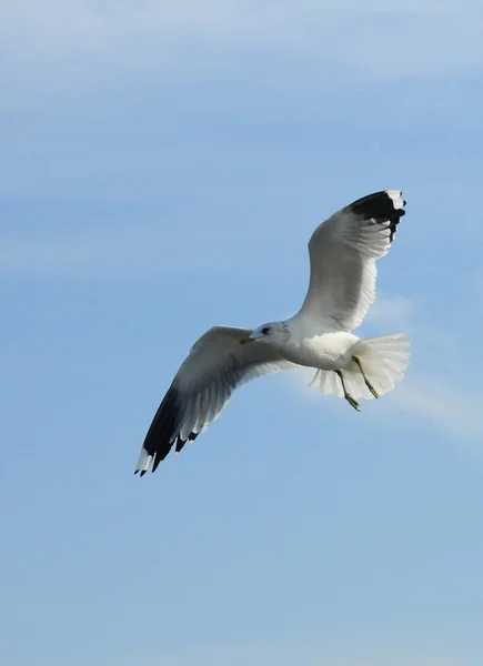 Birds of Ukraine.Gulls fly against the blue sky. Wintering water — Stock Photo, Image