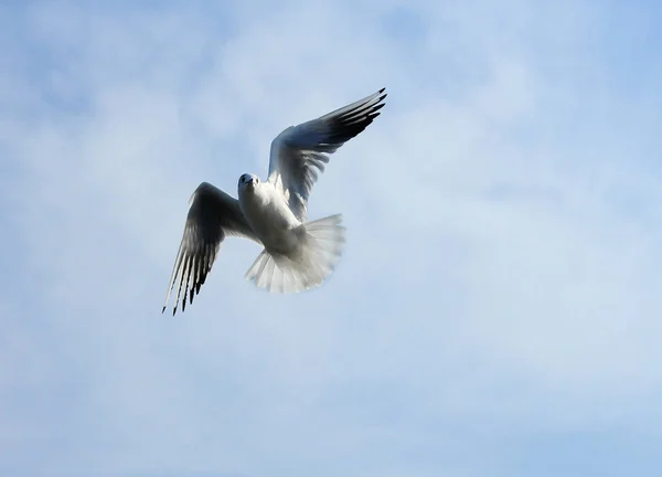 Πετούν τα πουλιά του Ukraine.Gulls ενάντια σε το γαλάζιο του ουρανού. Διαχειμάζουν νερού — Φωτογραφία Αρχείου