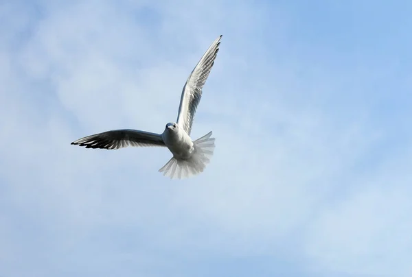 Vögel der Ukraine. Möwen fliegen gegen den blauen Himmel. Überwinterungswasser — Stockfoto