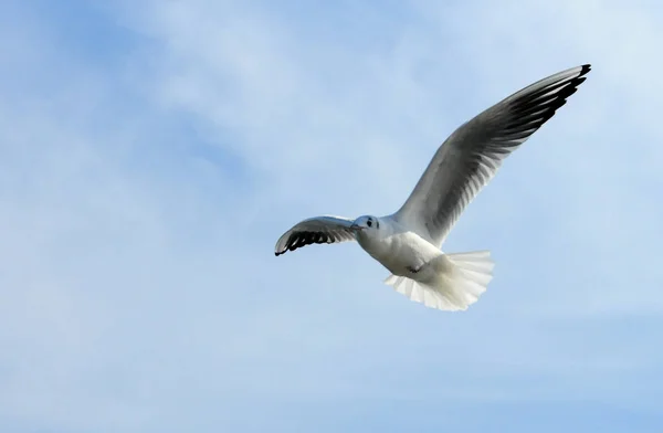 Uccelli dell'Ucraina.I gabbiani volano contro il cielo blu. Acqua di svernamento — Foto Stock