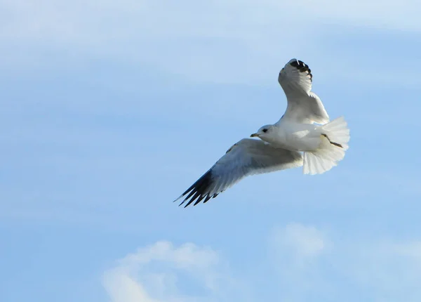 Aves da Ucraniana.As gaivotas voam contra o céu azul. Água de invernada — Fotografia de Stock