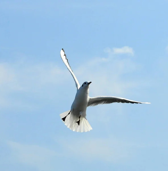 Birds of Ukraine.Gulls fly against the blue sky. Wintering water — Stock Photo, Image