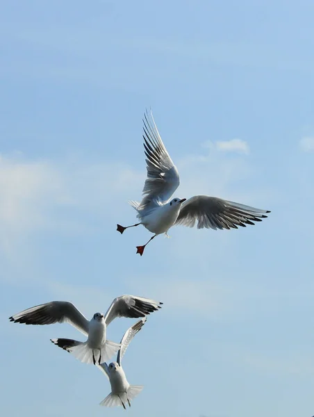 Birds of Ukraine.Gulls fly against the blue sky. Wintering water