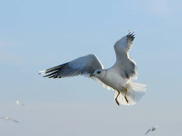Aves da Ucraniana.As gaivotas voam contra o céu azul. Água de invernada — Fotografia de Stock