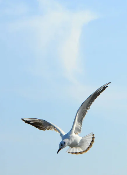 Uccelli dell'Ucraina.I gabbiani volano contro il cielo blu. Acqua di svernamento — Foto Stock