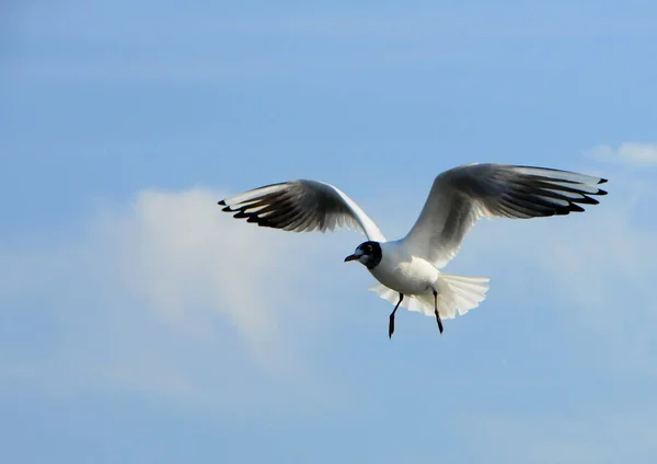 Aves de Ucrania.Las gaviotas vuelan contra el cielo azul. Agua de invernada —  Fotos de Stock