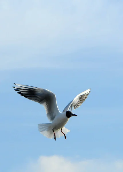 Ptaki Ukraine.Gulls latać na tle błękitnego nieba. Zimowania wody — Zdjęcie stockowe