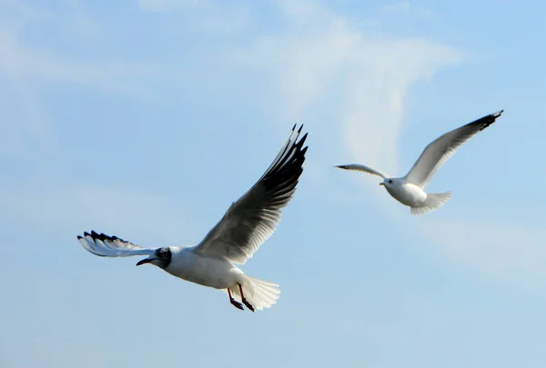 Birds of Ukraine.Gulls fly against the blue sky. Wintering water