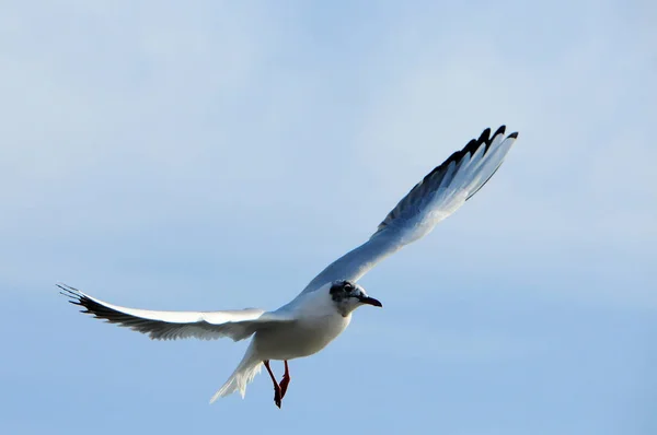 Vögel der Ukraine. Möwen fliegen gegen den blauen Himmel. Überwinterungswasser — Stockfoto