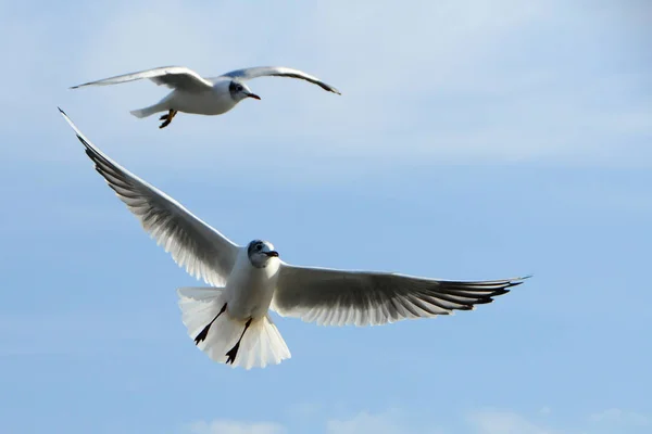 Birds of Ukraine.Gulls fly against the blue sky. Wintering water