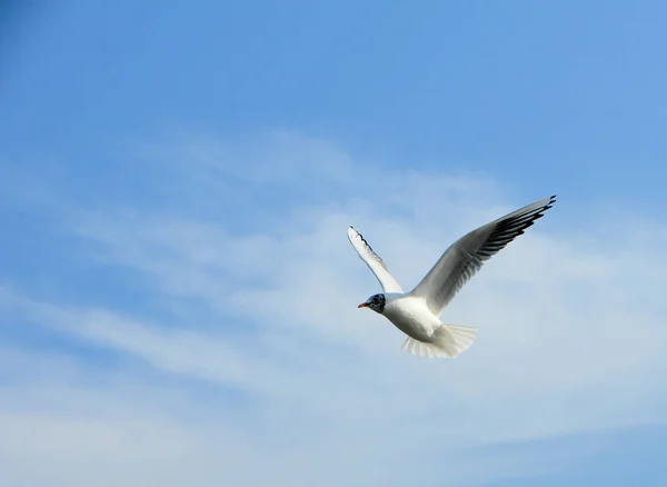 Aves da Ucraniana.As gaivotas voam contra o céu azul. Água de invernada — Fotografia de Stock