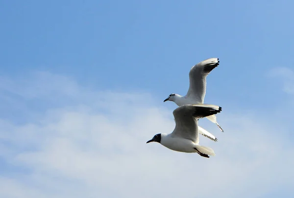 Birds of Ukraine.Gulls fly against the blue sky. Wintering waterfowl. Black Sea