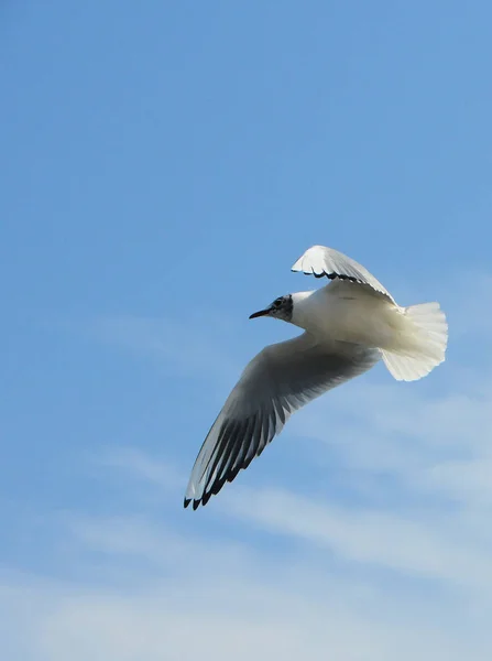 Птицы Украины. Чаи летают в голубом небе. Зимняя вода — стоковое фото