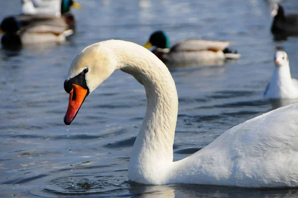 Vogels van Oekraïne. Zwanen, meeuwen en eenden - watervogels overwinteren — Stockfoto