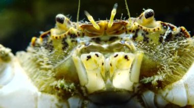 İstilacı türlerin, Invader Rhithropanopeus harrisii (ortak adları içerir Zuiderzee Yengeç, cüce Yengeç, nehir ağzı çamur Yengeç, Harris çamur yengeç), Karadeniz, Ukrayna, Odessa Bay