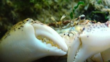 İstilacı türlerin, Invader Rhithropanopeus harrisii (ortak adları içerir Zuiderzee Yengeç, cüce Yengeç, nehir ağzı çamur Yengeç, Harris çamur yengeç), Karadeniz, Ukrayna, Odessa Bay