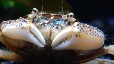 İstilacı türlerin, Invader Rhithropanopeus harrisii (ortak adları içerir Zuiderzee Yengeç, cüce Yengeç, nehir ağzı çamur Yengeç, Harris çamur yengeç), Karadeniz, Ukrayna, Odessa Bay