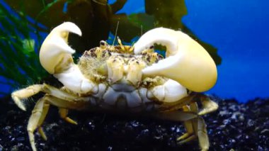 İstilacı türlerin, Invader Rhithropanopeus harrisii (ortak adları içerir Zuiderzee Yengeç, cüce Yengeç, nehir ağzı çamur Yengeç, Harris çamur yengeç), Karadeniz, Ukrayna, Odessa Bay