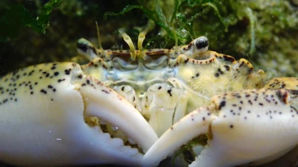 Invasiva Arter Invader Rhithropanopeus Harrisii Vanligt Namn Bland Zuiderzee Krabba — Stockvideo