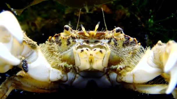 Invasieve Soorten Invader Zuiderzeekrabbetje Gemeenschappelijke Namen Bevatten Zuiderzee Krab Dwerg — Stockvideo