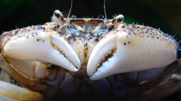 Espèces Envahissantes Envahisseur Rhithropanopeus Harrisii Les Noms Communs Incluent Crabe — Video