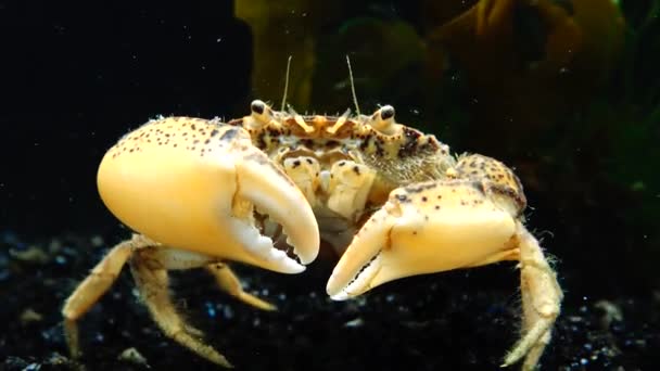 Inwazyjne Gatunki Obce Invader Krabik Amerykański Nazwy Zwyczajowe Zuiderzee Kraba — Wideo stockowe