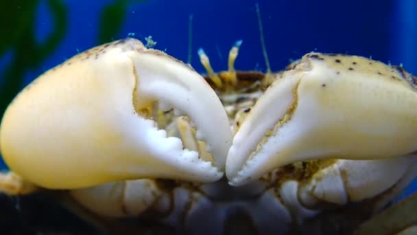 Invasiva Arter Invader Rhithropanopeus Harrisii Vanligt Namn Bland Zuiderzee Krabba — Stockvideo