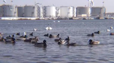 Ukrayna 'nın kuşları. Kuğular, martılar ve ördekler - Karadeniz 'de kışı geçiren su kuşları