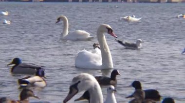 Ukrayna 'nın kuşları. Kuğular, martılar ve ördekler - Karadeniz 'de kışı geçiren su kuşları