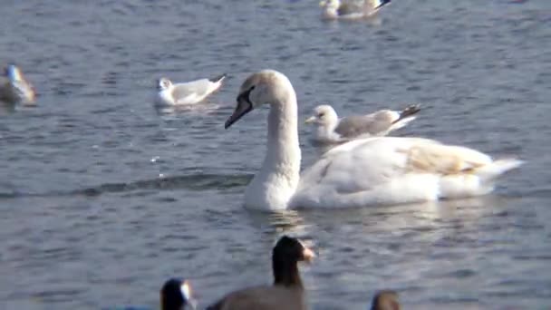 Pássaros Ucrânia Cisnes Gaivotas Patos Aves Aquáticas Invernantes Mar Negro — Vídeo de Stock