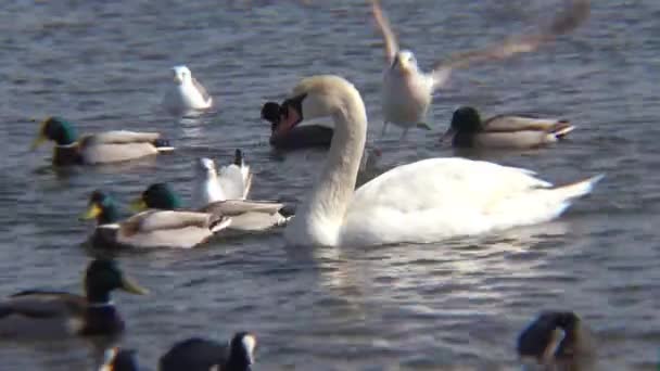 Birds Ukraine Cisnes Gaviotas Patos Aves Acuáticas Invernantes Mar Negro — Vídeo de stock