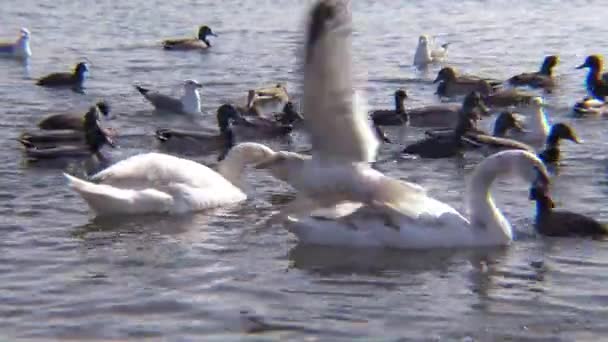 Птицы Украины Лебеди Чайки Утки Зимующие Водоплавающие Птицы Черном Море — стоковое видео