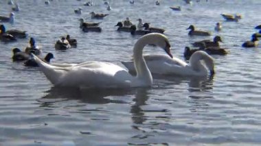 Ukrayna 'nın kuşları. Kuğular, martılar ve ördekler - Karadeniz 'de kışı geçiren su kuşları
