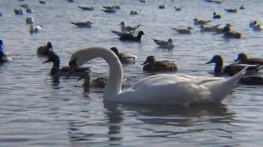 Ukrayna 'nın kuşları. Kuğular, martılar ve ördekler - Karadeniz 'de kışı geçiren su kuşları