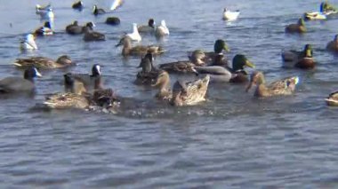 Ukrayna 'nın kuşları. Kuğular, martılar ve ördekler - Karadeniz 'de kışı geçiren su kuşları