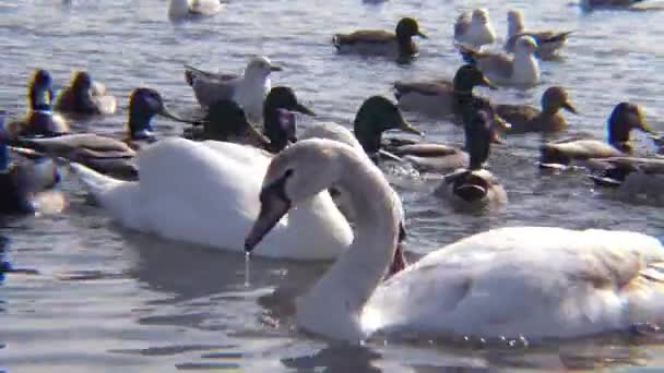 Oiseaux Ukraine Cygnes Goélands Canards Oiseaux Aquatiques Hivernants Dans Mer — Video